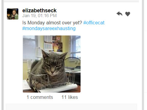 Officedogs and Officecats of Instagram