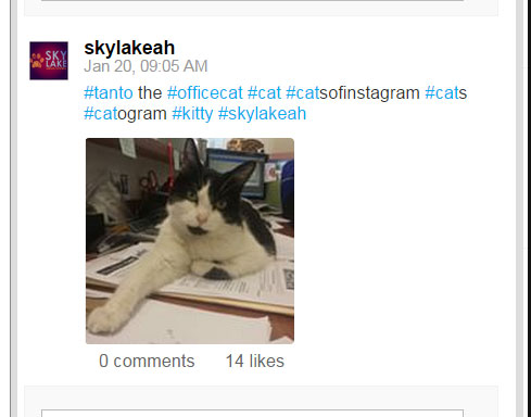 Officedogs and Officecats of Instagram