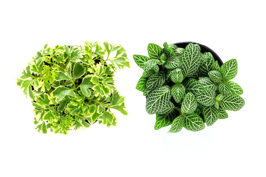 100 Office Desk Plants Mesmerizing 10 Plants For Office