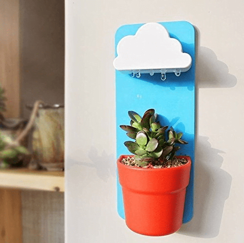 rainy cloud wall plant