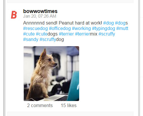 Officedogs and Officecats of Instagram